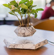 Elegant Levitating Planter for Home Décor TrendyZone